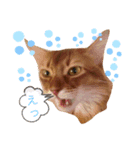 cat apollon（個別スタンプ：5）