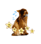 cat apollon（個別スタンプ：6）