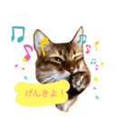 cat apollon（個別スタンプ：7）