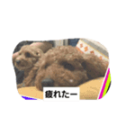 イヌタンプ（個別スタンプ：3）
