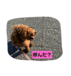 イヌタンプ（個別スタンプ：5）