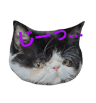 エキゾチック☆にゃんこ（個別スタンプ：1）