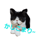エキゾチック☆にゃんこ（個別スタンプ：7）