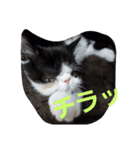 エキゾチック☆にゃんこ（個別スタンプ：10）