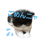 エキゾチック☆にゃんこ（個別スタンプ：15）