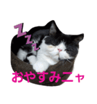 エキゾチック☆にゃんこ（個別スタンプ：18）