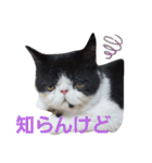 エキゾチック☆にゃんこ（個別スタンプ：26）
