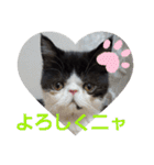 エキゾチック☆にゃんこ（個別スタンプ：32）