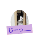 エキゾチック☆にゃんこ（個別スタンプ：36）