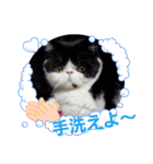 エキゾチック☆にゃんこ（個別スタンプ：37）