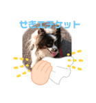 パピヨンのリロ♪エチケット特集！（個別スタンプ：3）