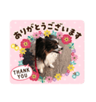 パピヨンのリロ♪エチケット特集！（個別スタンプ：5）