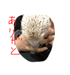 ハリーちゃん謝るシリーズ（個別スタンプ：1）