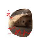 ハリーちゃん謝るシリーズ（個別スタンプ：2）