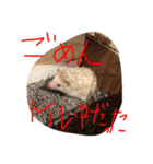 ハリーちゃん謝るシリーズ（個別スタンプ：8）