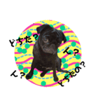 Black Pug Corochan（個別スタンプ：9）