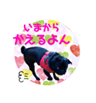 Black Pug Corochan（個別スタンプ：10）