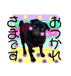 Black Pug Corochan（個別スタンプ：16）