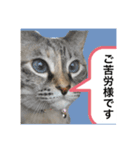 はるちゃんビジネスversion（個別スタンプ：1）