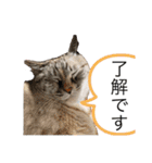 はるちゃんビジネスversion（個別スタンプ：2）