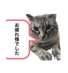 はるちゃんビジネスversion（個別スタンプ：3）