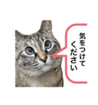 はるちゃんビジネスversion（個別スタンプ：4）