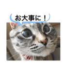 はるちゃんビジネスversion（個別スタンプ：6）