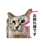 はるちゃんビジネスversion（個別スタンプ：7）