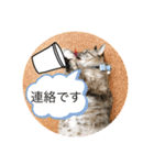 はるちゃんビジネスversion（個別スタンプ：8）