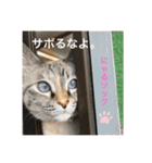 はるちゃんビジネスversion（個別スタンプ：9）