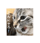 はるちゃんビジネスversion（個別スタンプ：10）