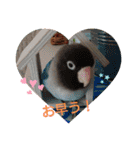 かわいんこ❤️lovebird❤️（個別スタンプ：1）