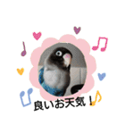 かわいんこ❤️lovebird❤️（個別スタンプ：2）