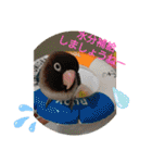 かわいんこ❤️lovebird❤️（個別スタンプ：6）