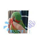 かわいんこ❤️lovebird❤️（個別スタンプ：8）
