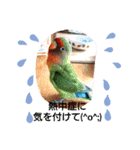 かわいんこ❤️lovebird❤️（個別スタンプ：9）