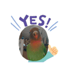 かわいんこ❤️lovebird❤️（個別スタンプ：10）