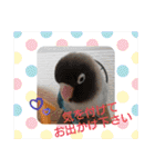 かわいんこ❤️lovebird❤️（個別スタンプ：11）