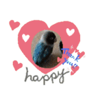 かわいんこ❤️lovebird❤️（個別スタンプ：14）