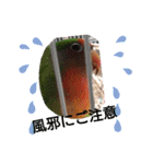 かわいんこ❤️lovebird❤️（個別スタンプ：15）