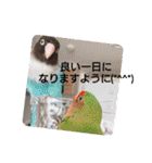 かわいんこ❤️lovebird❤️（個別スタンプ：18）