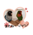 かわいんこ❤️lovebird❤️（個別スタンプ：19）