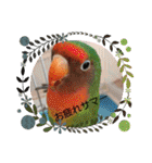 かわいんこ❤️lovebird❤️（個別スタンプ：21）