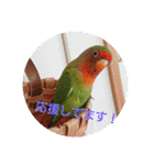 かわいんこ❤️lovebird❤️（個別スタンプ：24）