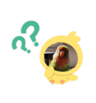 かわいんこ❤️lovebird❤️（個別スタンプ：28）