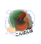 かわいんこ❤️lovebird❤️（個別スタンプ：31）