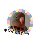 かわいんこ❤️lovebird❤️（個別スタンプ：32）