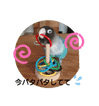 かわいんこ❤️lovebird❤️（個別スタンプ：35）