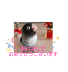 かわいんこ❤️lovebird❤️（個別スタンプ：39）