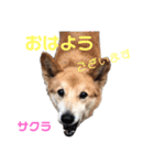 DLSの園児たち（個別スタンプ：7）